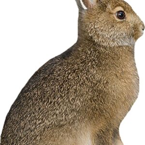 Montana Decoy Co Miss Hoptober Decoy